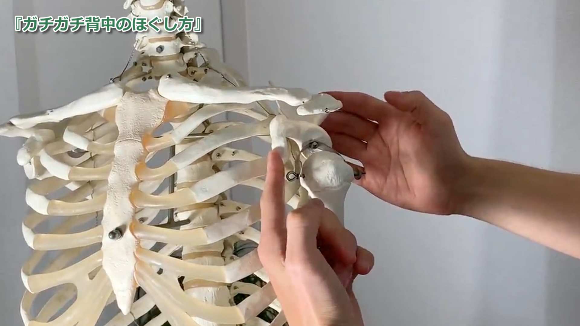 ３つのコツ ガチガチ背中のほぐし方 コレでダメなら諦めて セラピスファイト